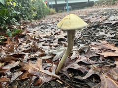 Leratiomyces percevalii