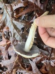 Leratiomyces percevalii