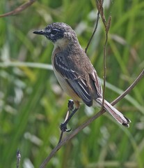 Polystictus pectoralis