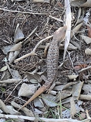 Gerrhonotus infernalis