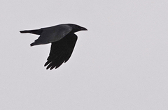Corvus cryptoleucus