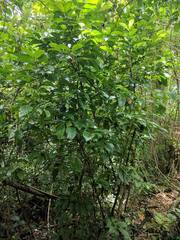 Aidia cochinchinensis