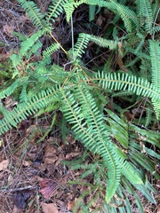 Dicranopteris flexuosa