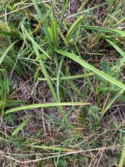 Lachnocaulon