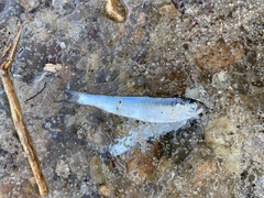 Alosa pseudoharengus