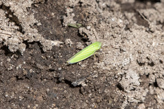 Draeculacephala noveboracensis