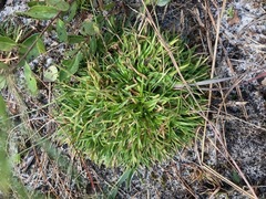 Lachnocaulon