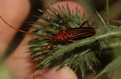 Chydarteres striatus