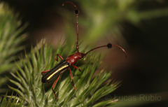 Compsocerus violaceus