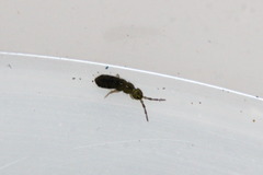 Isotominae