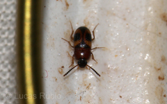 Poecilocrypticus formicophilus