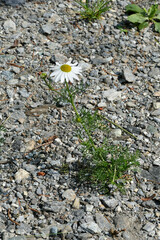 Anthemis cotula