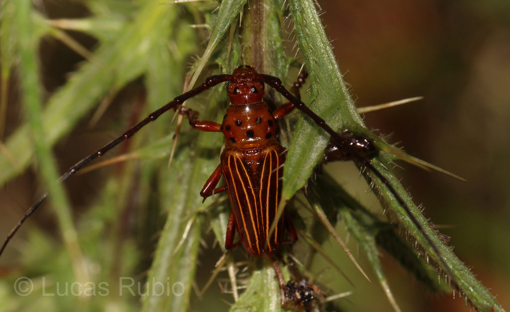 Oxymerus flavescens