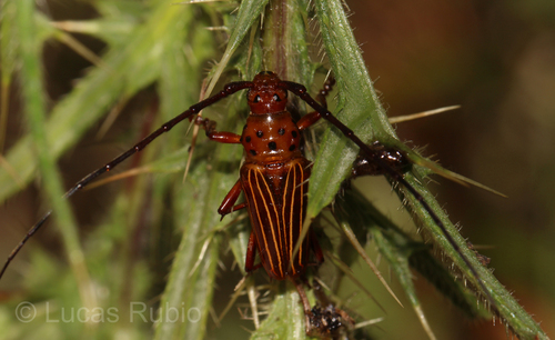 Oxymerus flavescens