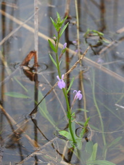 Lobelia urens