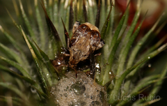 Merobruchus bicoloripes