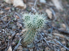 Cylindropuntia bigelovii