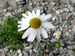 Anthemis cotula