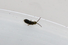Isotominae