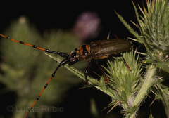 Retrachydes thoracicus