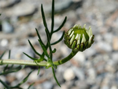 Anthemis cotula