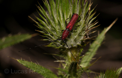 Ancylocera cardinalis