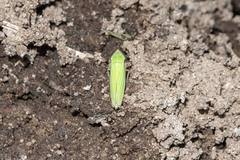 Draeculacephala noveboracensis