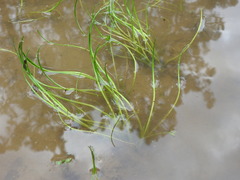 Triglochin scilloides