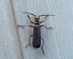 Silinae