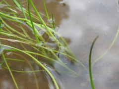 Triglochin scilloides