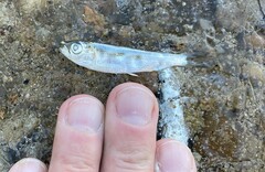 Alosa pseudoharengus