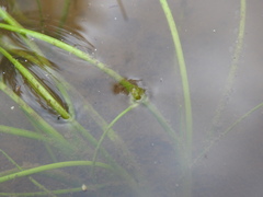 Triglochin scilloides