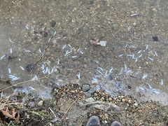 Alosa pseudoharengus