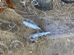 Alosa pseudoharengus