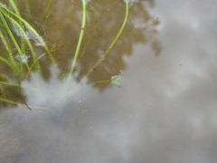 Triglochin scilloides