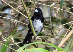 Conothraupis mesoleuca