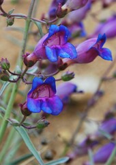 Penstemon incertus