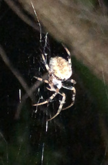 Eriophora ravilla