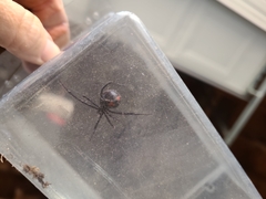 Latrodectus