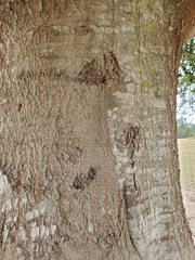 Quercus laurifolia