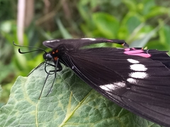 Heraclides anchisiades