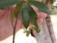 Quercus laurifolia