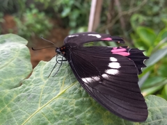 Heraclides anchisiades