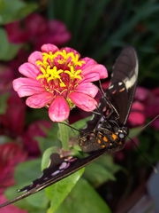 Heraclides anchisiades