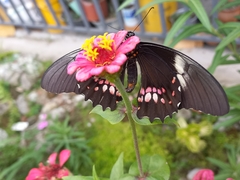 Heraclides anchisiades