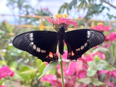 Heraclides anchisiades