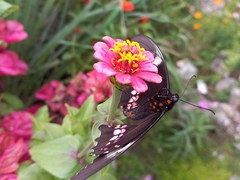 Heraclides anchisiades