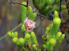 Erica sessiliflora