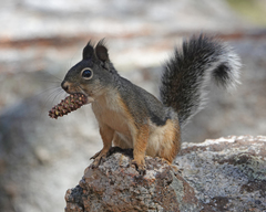 Douglas's Squirrel photo 2
