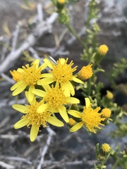 Senecio microphyllus